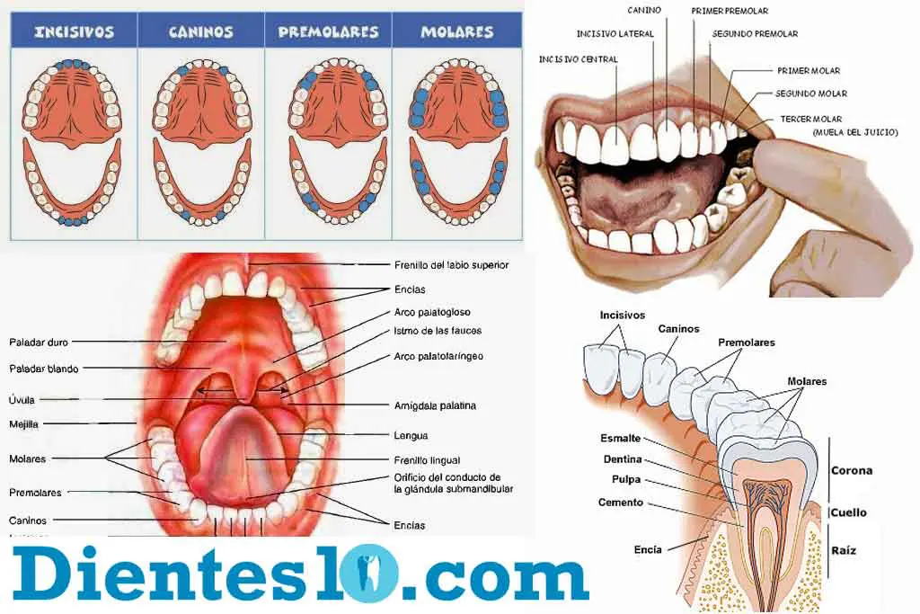 tipos-de-dientes