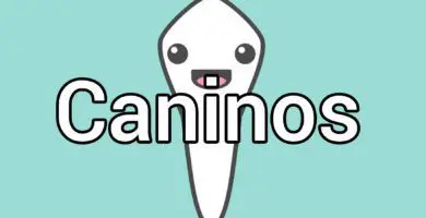 dientes-caninos
