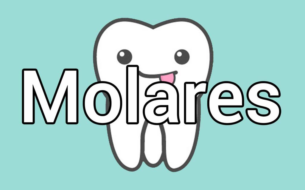 dientes-molares