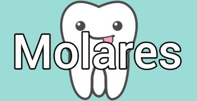 dientes-molares