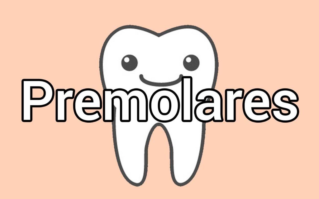 dientes-premolares