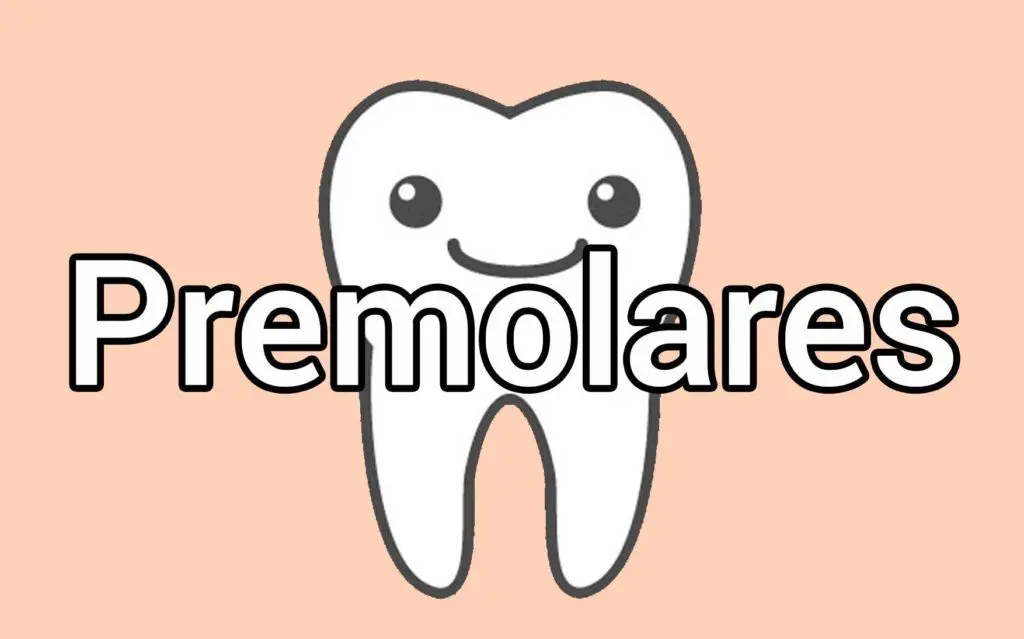 Dientes Premolares 1 dientes-premolares