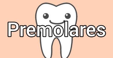 dientes-premolares