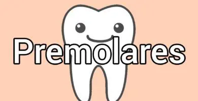 dientes-premolares