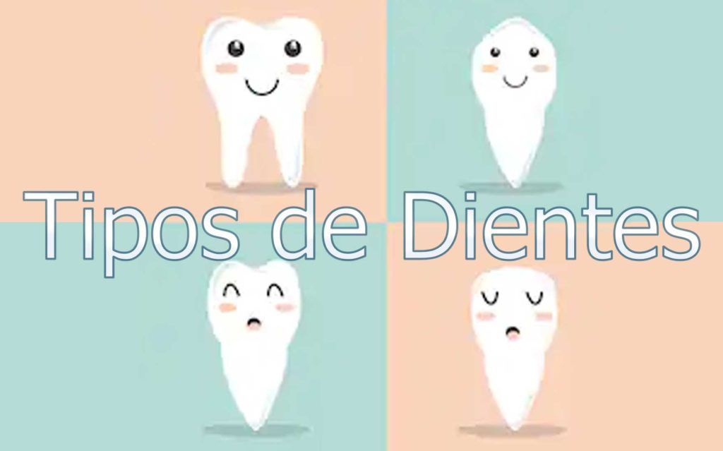 Pegamento para protesis dental El pegamento para dentadura dental, se utiliza en las prótesis removibles mucosoportadas. Este adhesivo ayudará a mantenerla fija en la boca y evitará cualquier evento desafortunado. Existen muchos tipos y marcas en el mercado, por lo que podrás asesorarte con tu médico a fin de que le proporciones las opciones más convenientes para su caso. Actualmente existe un nuevo producto que está sustituyendo el pegamento habitual, que se llama resina dental blanda. Esta técnica, es más costosa debido a que la debe hacer un profesional, sin embargo los efectos son tan buenos que valdría la pena. Esta técnica es llamada “rebase dental blando”  y consiste en ajustar la prótesis dental con una resina dental dura o blanda. [amazon bestseller="pegamento dentadura postiza"] Cómo aplicar el pegamento para dientes provisionales [su_list icon="icon: long-arrow-right" icon_color="#4e85bb"] Lo primero que debemos hacer, es asegurarnos de que la prótesis dental está limpia y completamente seca. Iniciamos colocando el pegamento en una serie de puntos o franjas, se debe colocar siempre una pequeña cantidad y evitar hacerlo cerca del borde de la prótesis. Presionar firmemente la prótesis al momento de colocarla presionando. Una solo aplicación al día debería ser suficiente, en el caso de necesitarlo más veces, es probable que deba ir al dentista para revisar las posibles causas y conseguir una mejor adaptación. Al quitarse la prótesis debe utilizar un producto especial para este tipo de dentaduras. Debe limpiar de cualquier residuo de pegamento la dentadura postiza, para lo cual puede usar agua tibia y un cepillo de cerdas suaves. [/su_list]