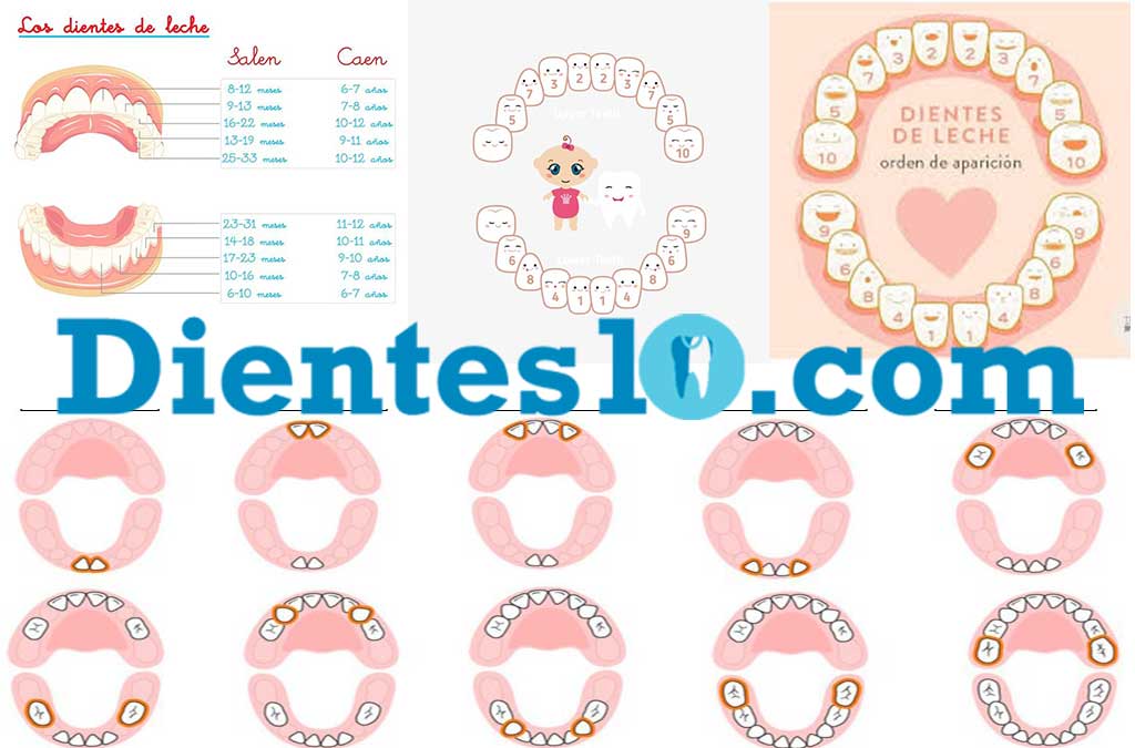 orden-salida-dientes-bebe